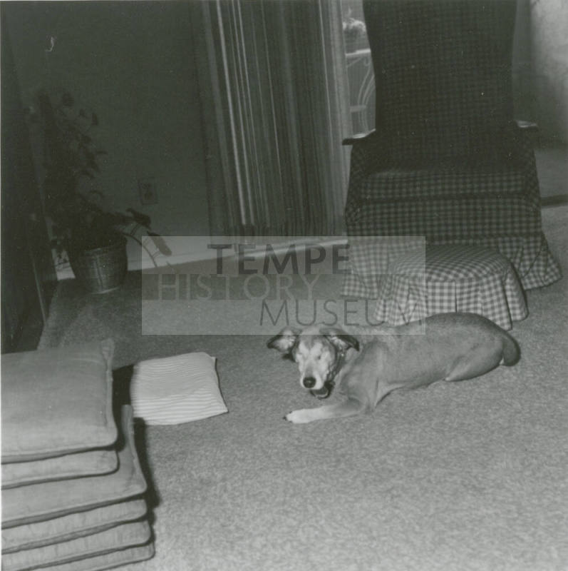 Blind Dog - March 6, 1978