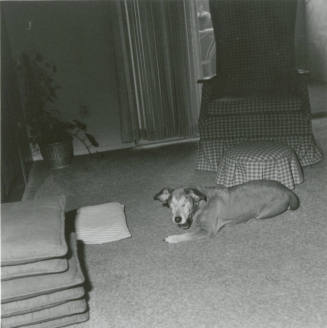 Blind Dog - March 6, 1978