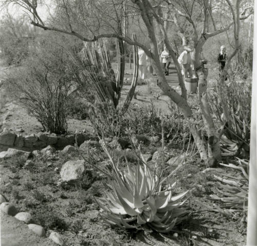 Attracting Thousands - Tempe Daily News - March 16, 1978 - (1 of 2)