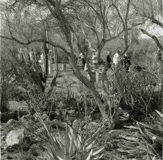 Attracting Thousands - Tempe Daily News - March 16, 1978 - (2 of 2)
