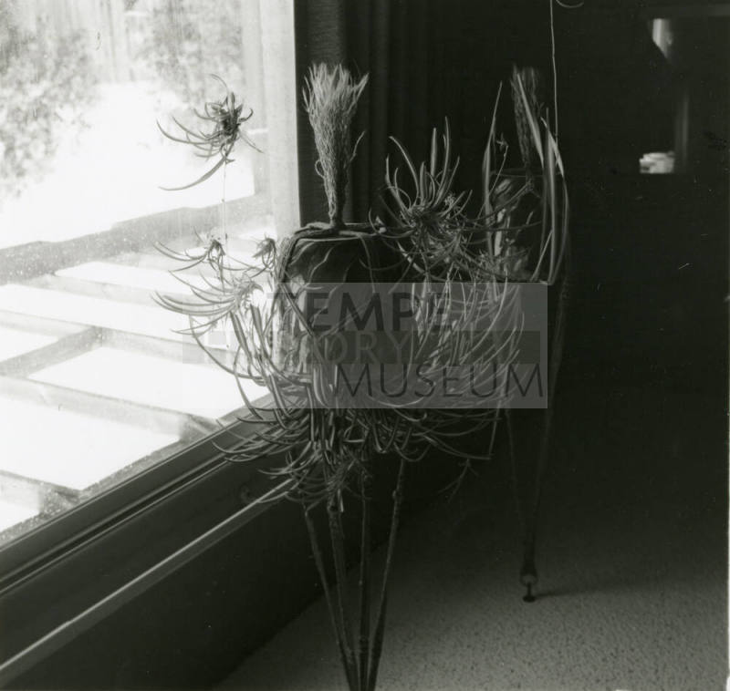 Is Your Spider Plant Expecting? -- Tempe Daily News, May 27, 1978