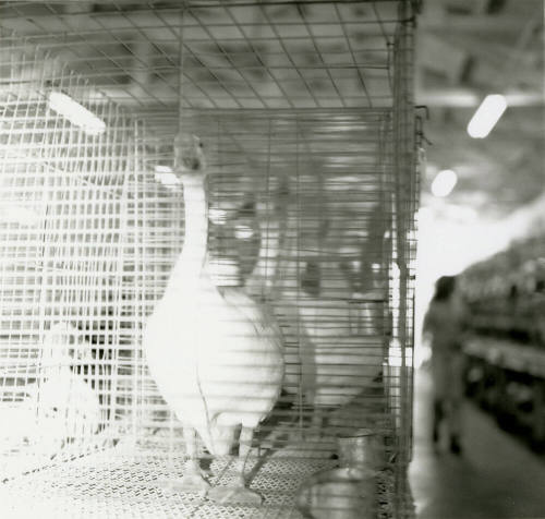 Caged In -- Tempe Daily News, March 30, 1978