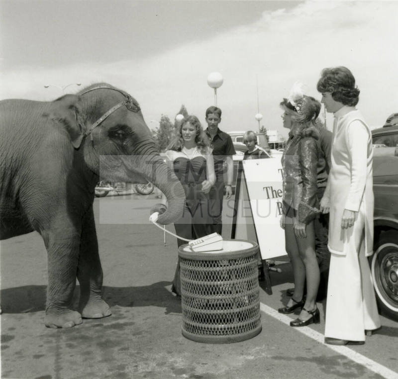 Elephant and spectators, March 1978