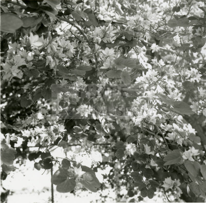 White Orchid Tree - Tempe Daily News - April 22, 1978