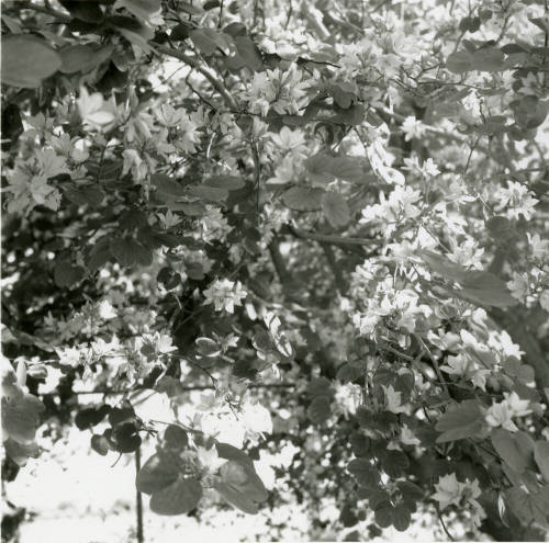 White Orchid Tree - Tempe Daily News - April 22, 1978