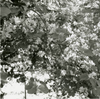 White Orchid Tree - Tempe Daily News - April 22, 1978