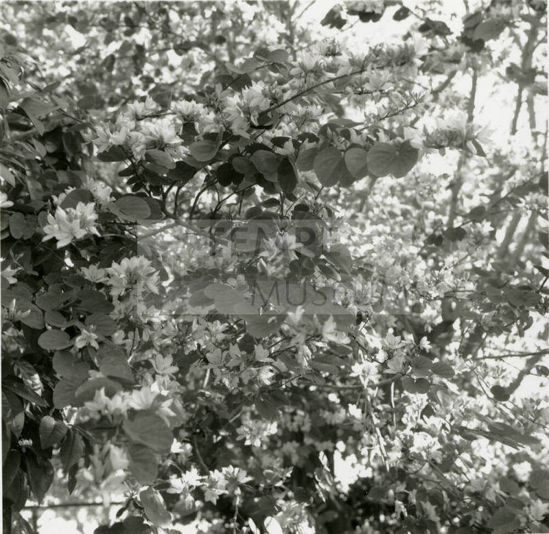 White Orchid Tree - Tempe Daily News - April 22, 1978