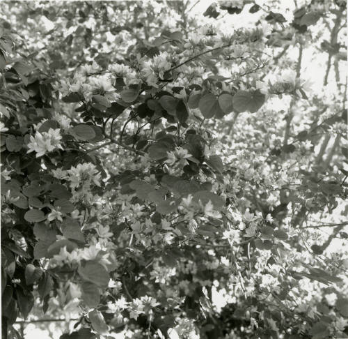 White Orchid Tree - Tempe Daily News - April 22, 1978