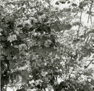 White Orchid Tree - Tempe Daily News - April 22, 1978