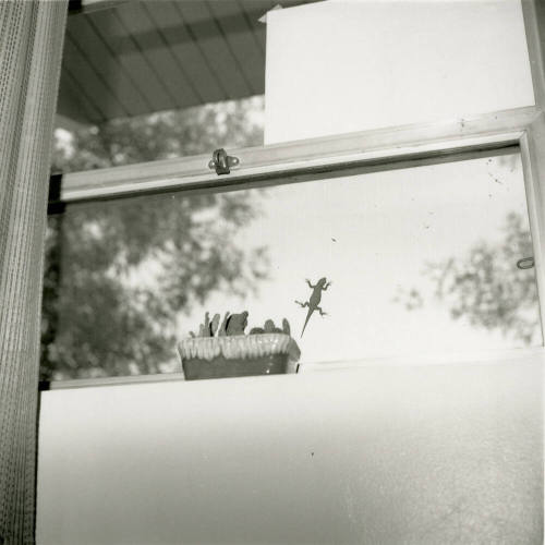 Lizard on a Hot Glass Pane