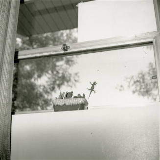 Lizard on a Hot Glass Pane
