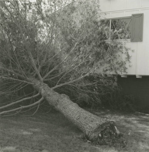 Close Brush -- Tempe Daily News, June 7, 1978