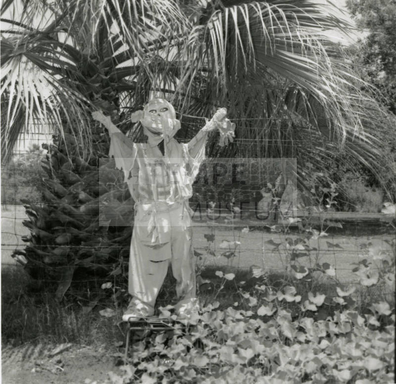 Sun Too Much Even For Scarecrows! - Tempe Daily News: 7/5/1978