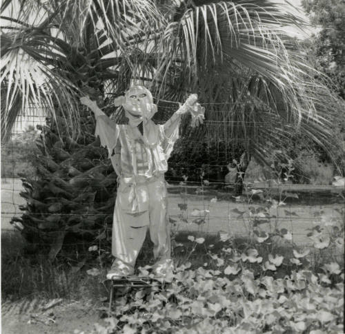 Sun Too Much Even For Scarecrows! - Tempe Daily News: 7/5/1978
