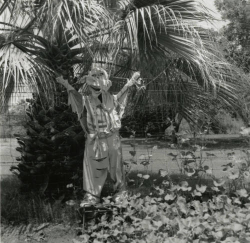 Sun Too Much Even For Scarecrows! - Tempe Daily News: 7/5/1978