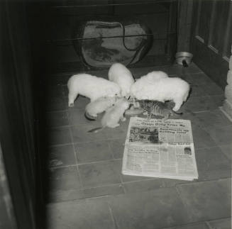 Mixed meal -- Oct 1978