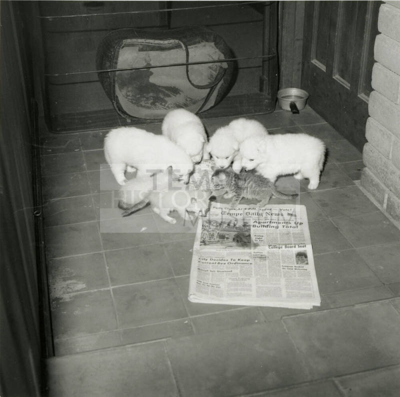 All In The Family -- Tempe Daily News, Oct 9, 1978
