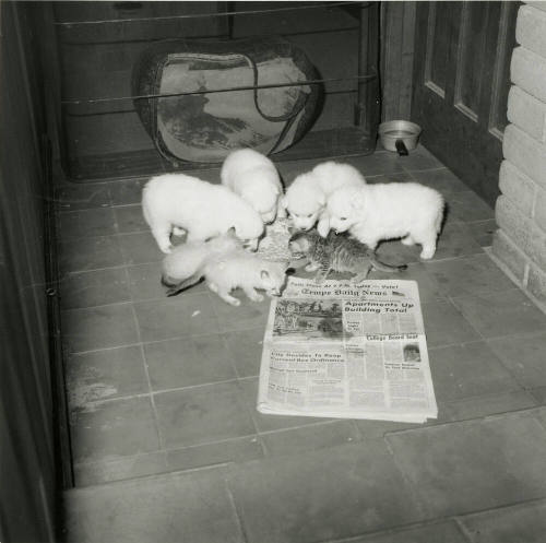 All In The Family -- Tempe Daily News, Oct 9, 1978