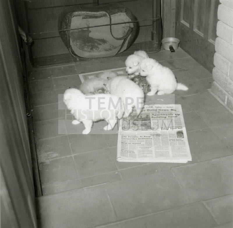 Mixed meal -- Oct 1978