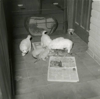 Mixed meal -- Oct 1978