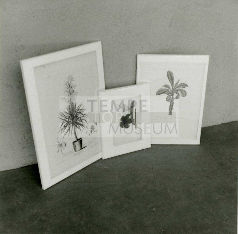 Botanical Art Show - Tempe Daily News - October 7, 1978