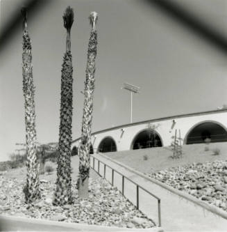 Unidentified Building/Palm Trees/Stadium Light