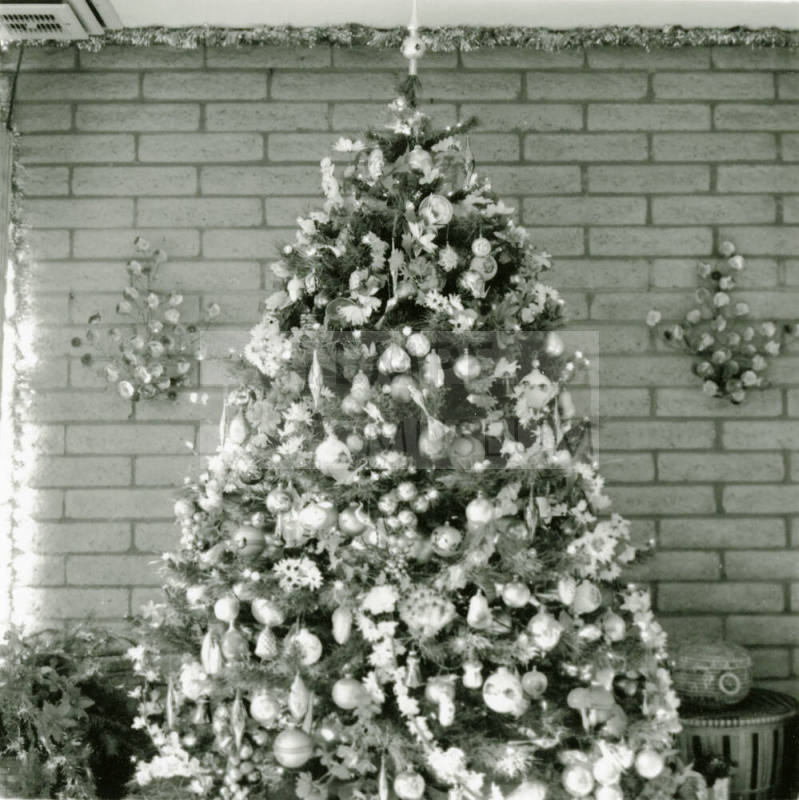 Home boasts forest of trees. - Tempe Daily News, December 25 1984
