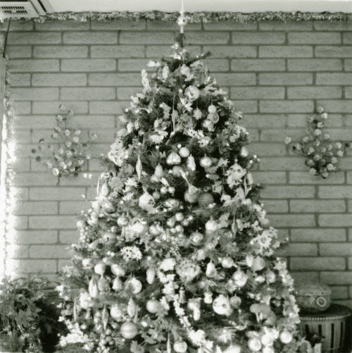 Home boasts forest of trees. - Tempe Daily News, December 25 1984