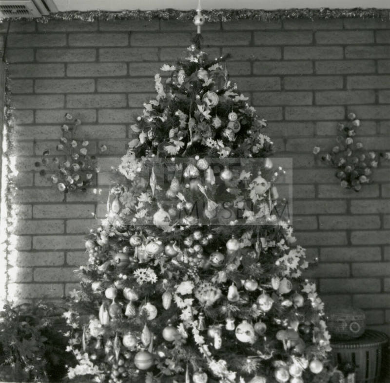 Home boasts forest of trees. - Tempe Daily News, December 25 1984