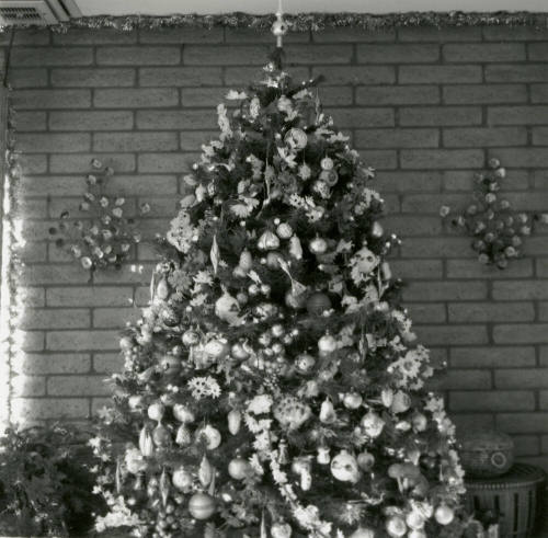Home boasts forest of trees. - Tempe Daily News, December 25 1984