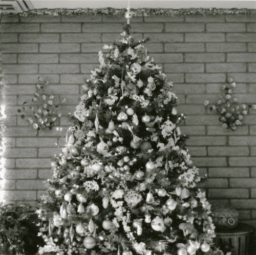 Home boasts forest of trees. - Tempe Daily News, December 25 1984