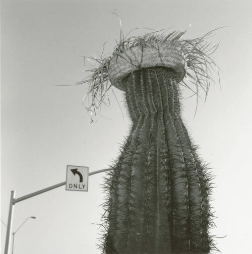 Cactus with straw hat in front of left only sign