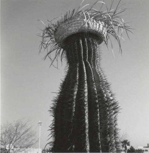 Cactus with straw hat in front of left only sign