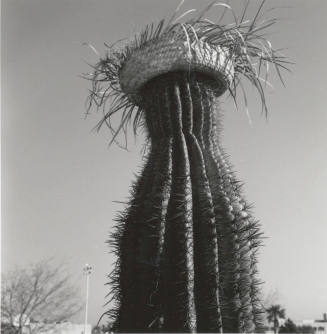 Cactus with straw hat in front of left only sign