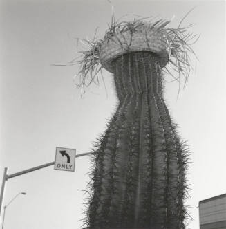 Cactus with straw hat in front of left only sign