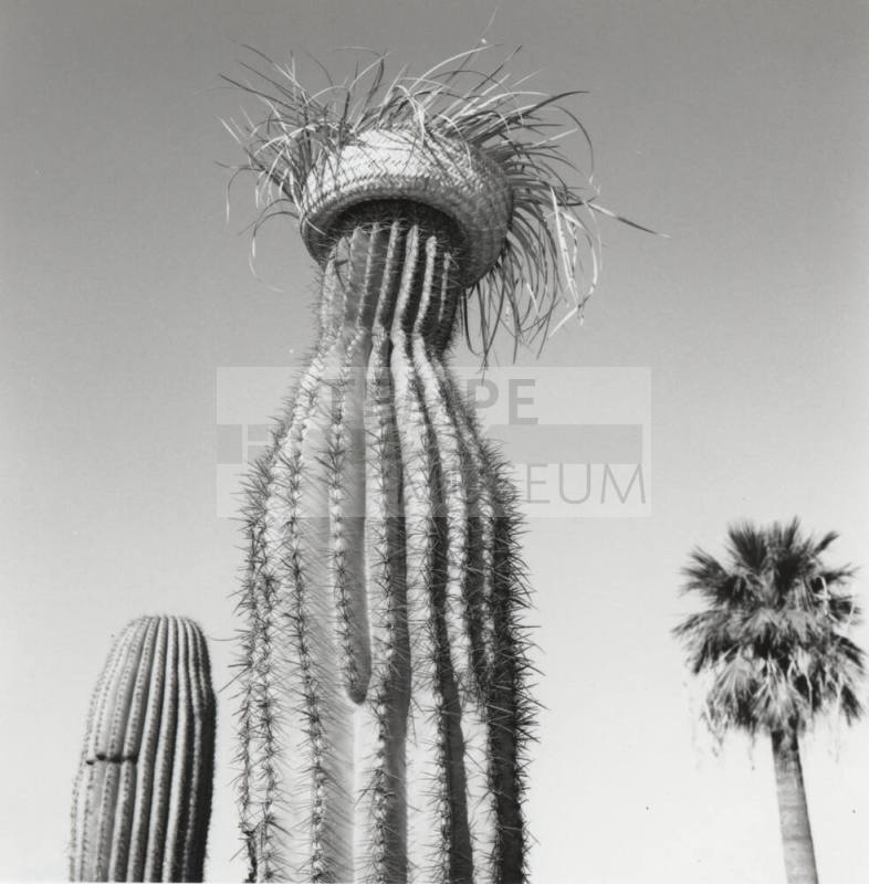 Cactus with straw hat in front of left only sign