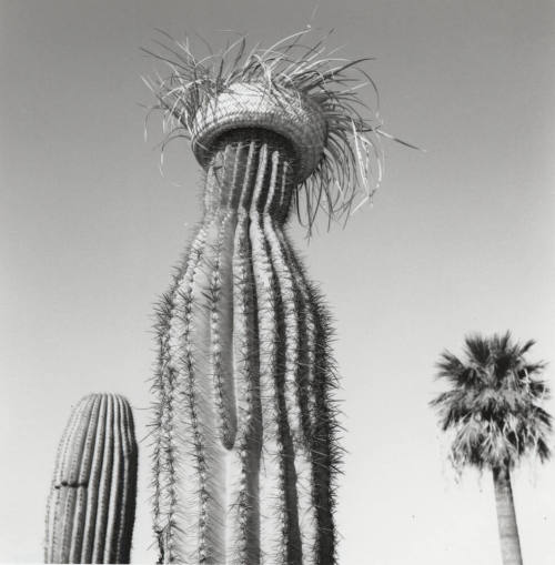 Cactus with straw hat in front of left only sign