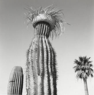 Cactus with straw hat in front of left only sign