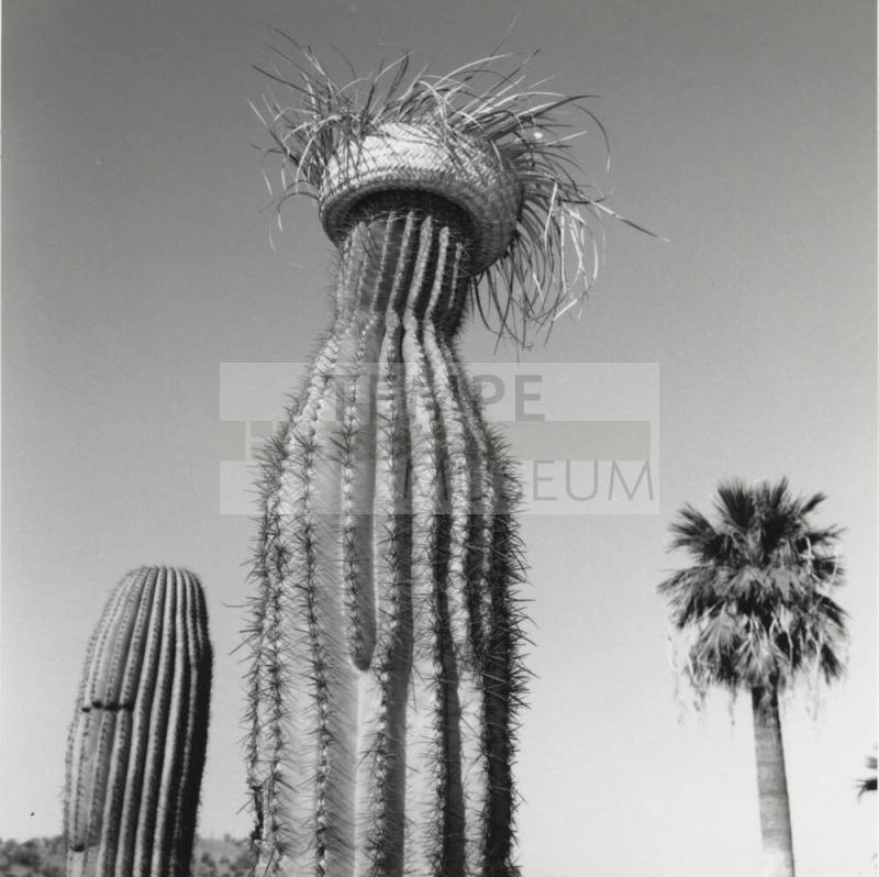 Cactus with straw hat in front of left only sign