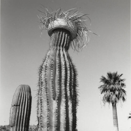 Cactus with straw hat in front of left only sign