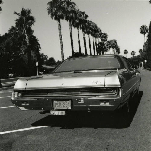 Car and palm trees