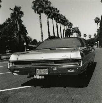 Car and palm trees