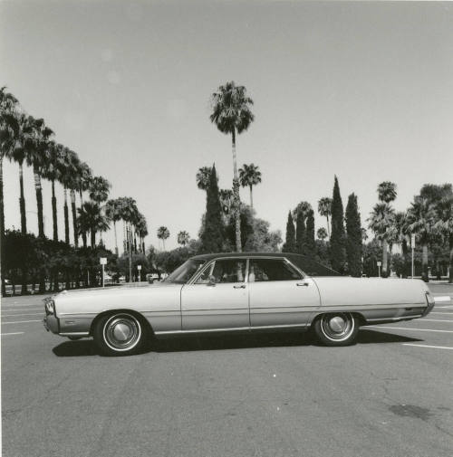 Car and palm trees