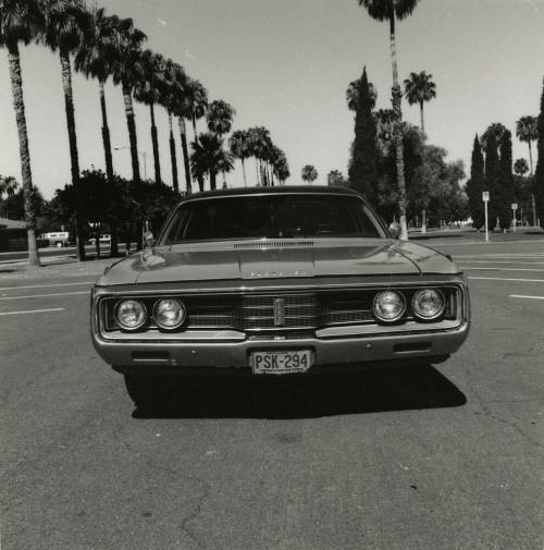 Car and palm trees