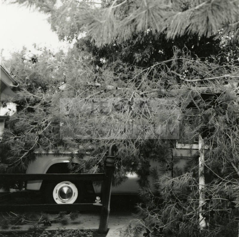 Truck covered by a fallen tree