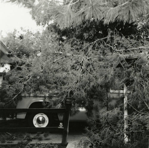 Truck covered by a fallen tree