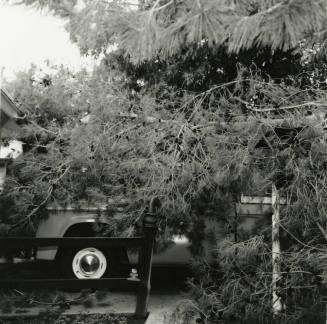 Truck covered by a fallen tree