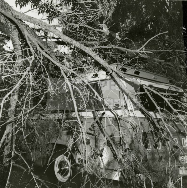 Truck hidden behind branches