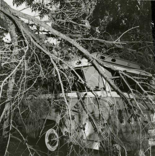 Truck hidden behind branches