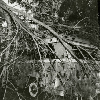 Truck hidden behind branches